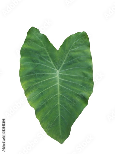 Leaf of Elephant ear  Cocoyam  Dasheen  Eddoe  Japanese taro Taro. isolated on white background.