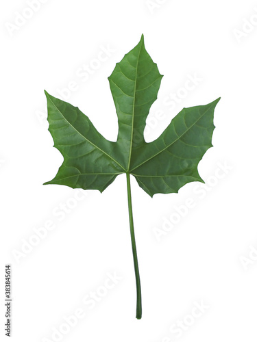 Fresh green leaves of Chaya, (Cnidoscolus aconitifolius (Mill.) I.M.Johnst., Euphorbiaceae),(back side leaf) isolated on white background.