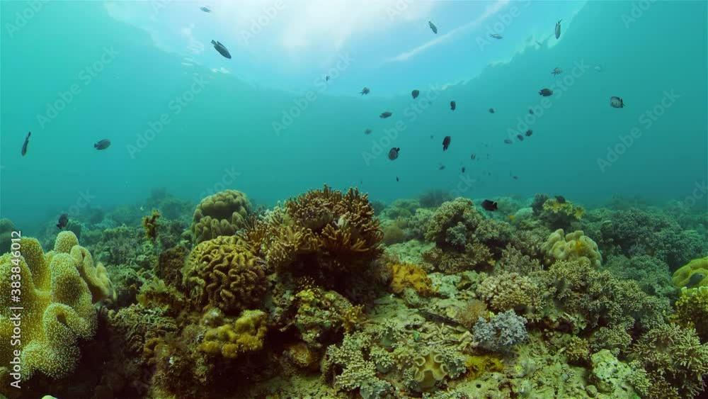 Soft and hard corals. Underwater fish garden reef. Reef coral scene. Philippines. Soft and hard corals. Underwater fish garden reef. Reef coral scene. Philippines.