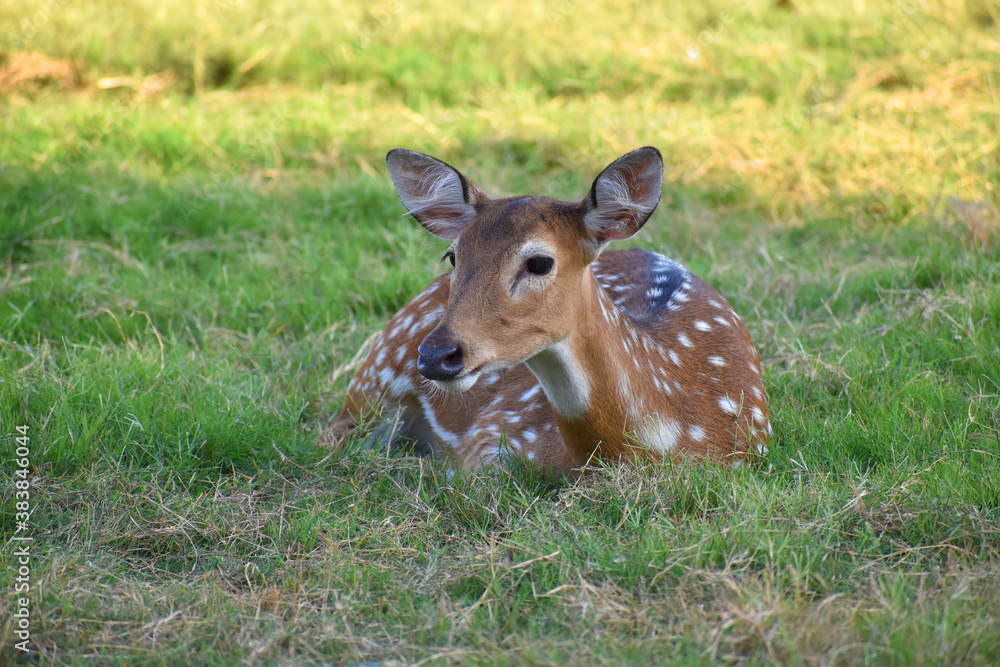 female spotted deer or chital deer, Close up portrait of a female spotted deer female spotted deer or chital deer, Close up portrait of a female spotted deer