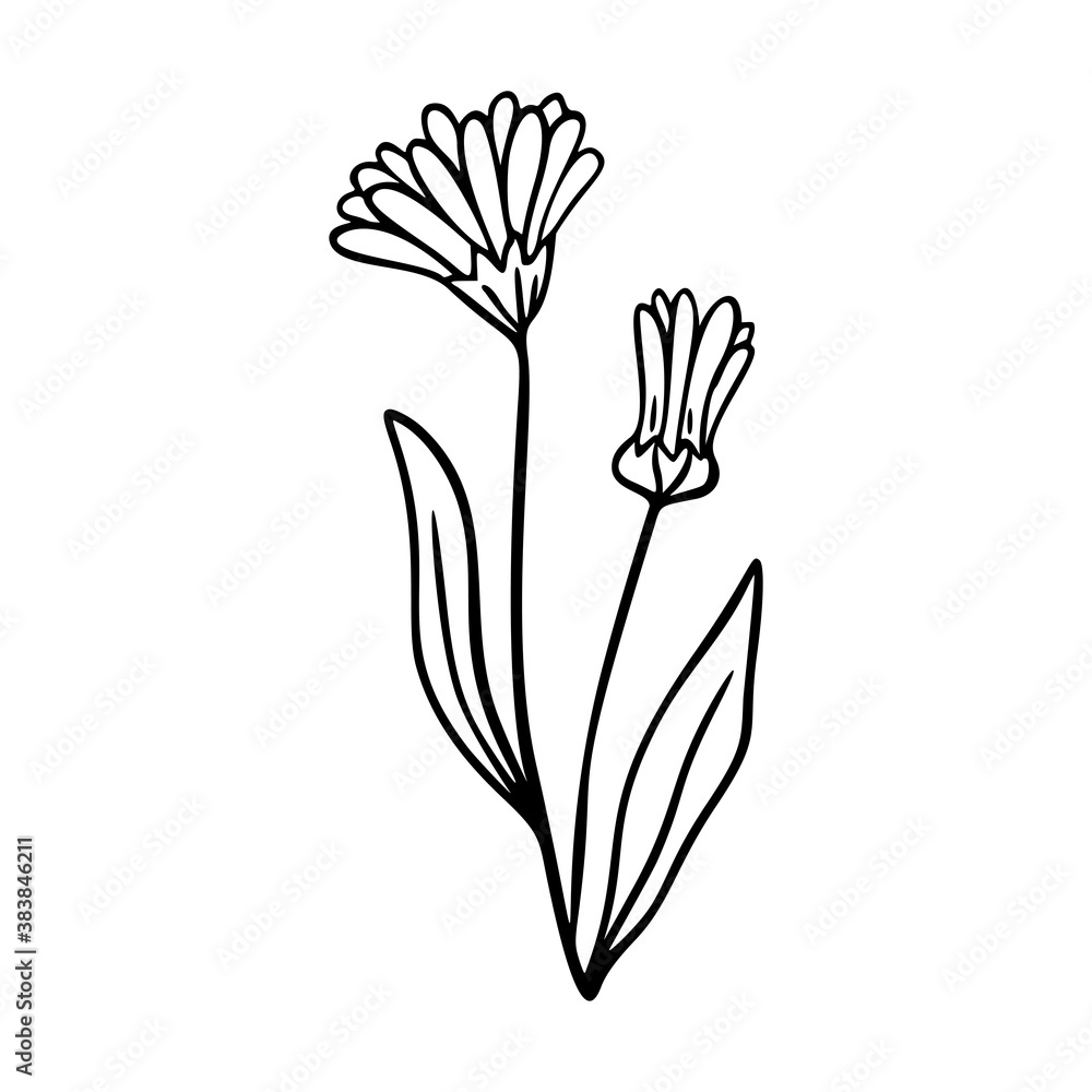 Calendula outline hand drawn element. Herbs doodle botanical icon calendula for logo. - obrazy, fototapety, plakaty 