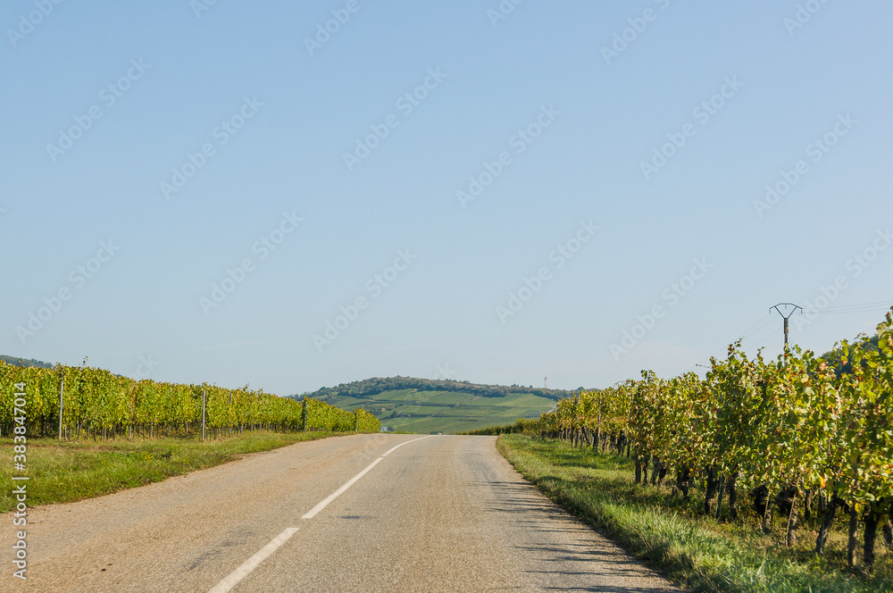 Naklejka premium Riquewihr, Weinstrasse, Weinberge, historische Häuser, Elsass, Weinproduzenten, Herbst, Grand Est, Vogesen, Frankreich