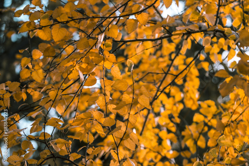  Background image of autumn birch leaves. Selective focus . Golden autumn concept.