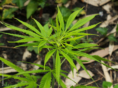Hemp,Cannabis sativa L. subsp. Sativa(CANNABACEAE) 
