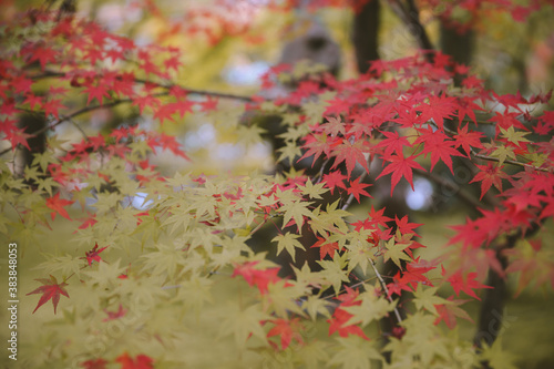 Autumn leaves at Eikando Zenrinji  Kyoto  Japan