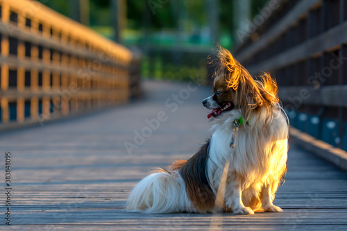 dog on bridge, papillion photo