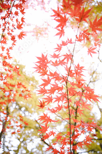 Autumn leaves at Eikando Zenrinji  Kyoto  Japan