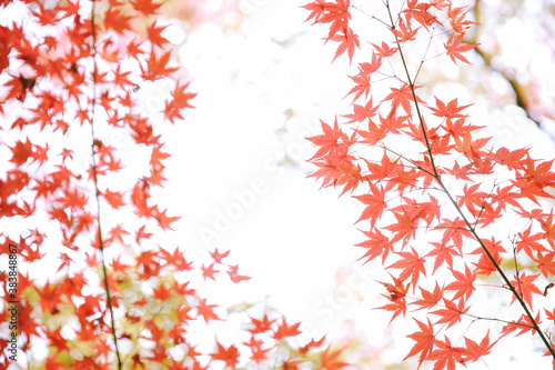 Autumn leaves at Eikando Zenrinji, Kyoto, Japan