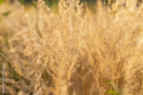 Dried grass in the fall in the field. Bright ears with seeds. Beautiful Sunny autumn background.