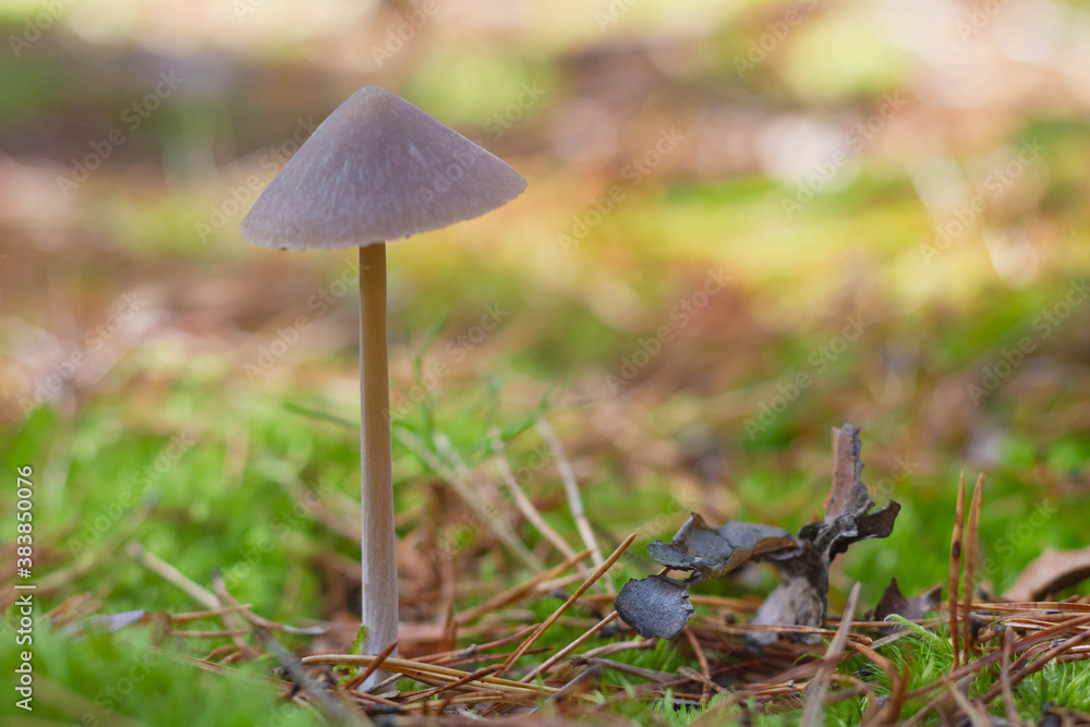 A small poisonous mushroom looks like a white umbrella. Mushroom toadstool on a thin leg grows in the forest among green moss. A small poisonous mushroom looks like a white umbrella. Mushroom toadstool on a thin leg grows in the forest among green moss.