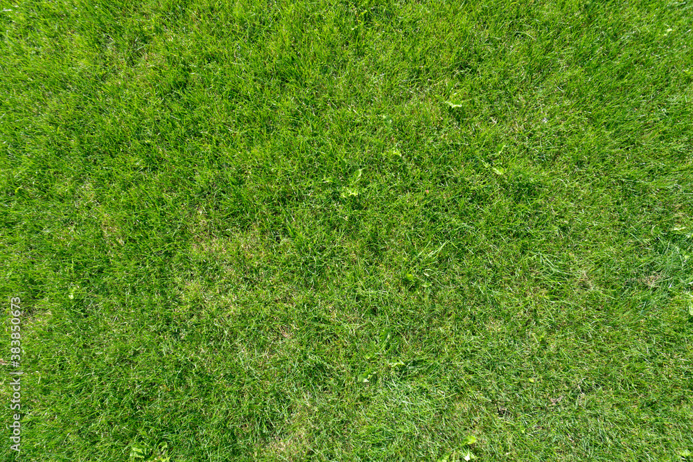 Fototapeta premium Beautiful grass field in the gargen, green nature