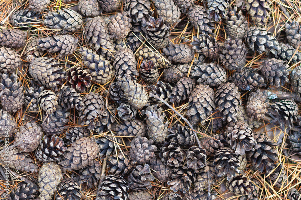 Natural forest background of pine cones.