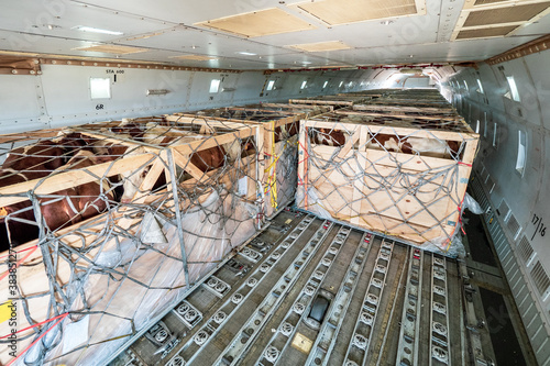 Livestock in wooden boxes secured by nettings being shipped on the main deck cargo hold of a Jumbo Jet freighter aircraft photo