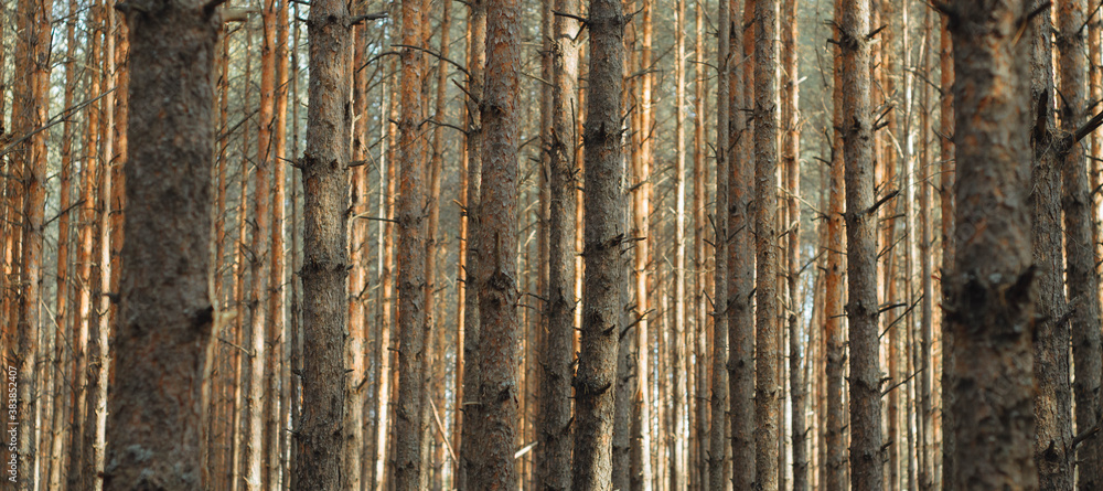 Panorama of a pine forest with tall brown trunks of pine trees without knots.