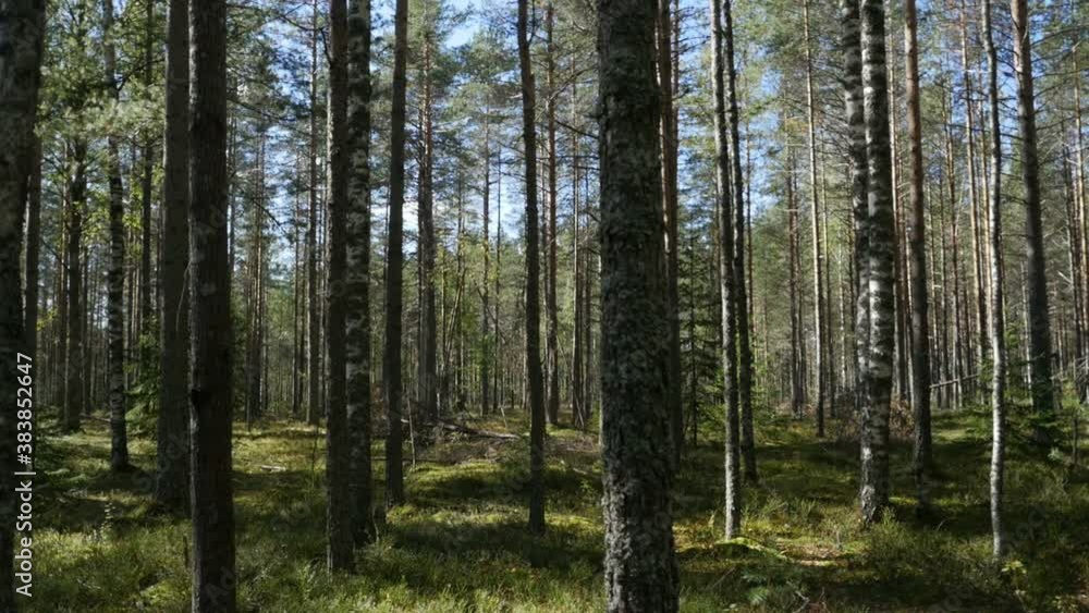 mixed forest on a sunny summer day, panorama mixed forest on a sunny summer day, panorama