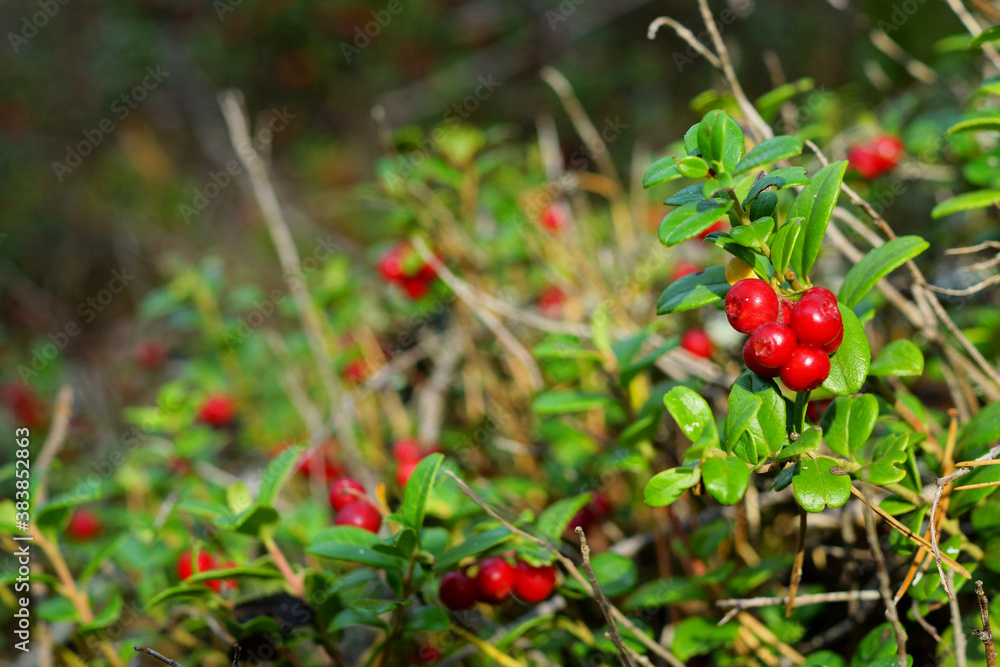 Lingonberry berries with selective focus in sunny day in the autumn forest among moss