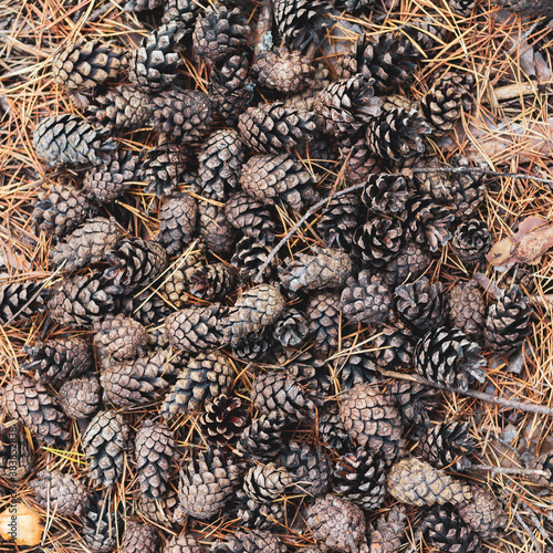 Natural forest background of pine cones. Brown cones on the ground with pine needles.