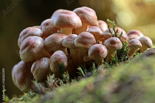 Junge Grünblättrige Schwefelköpfe (Hypholoma fasciculare)