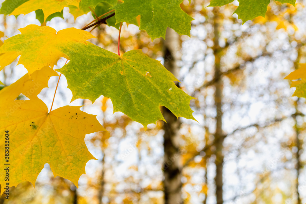 Bright juicy yellow and green maple leaves in autumn on maple trees in the Park. Beautiful bokeh in autumn, autumn landscape.