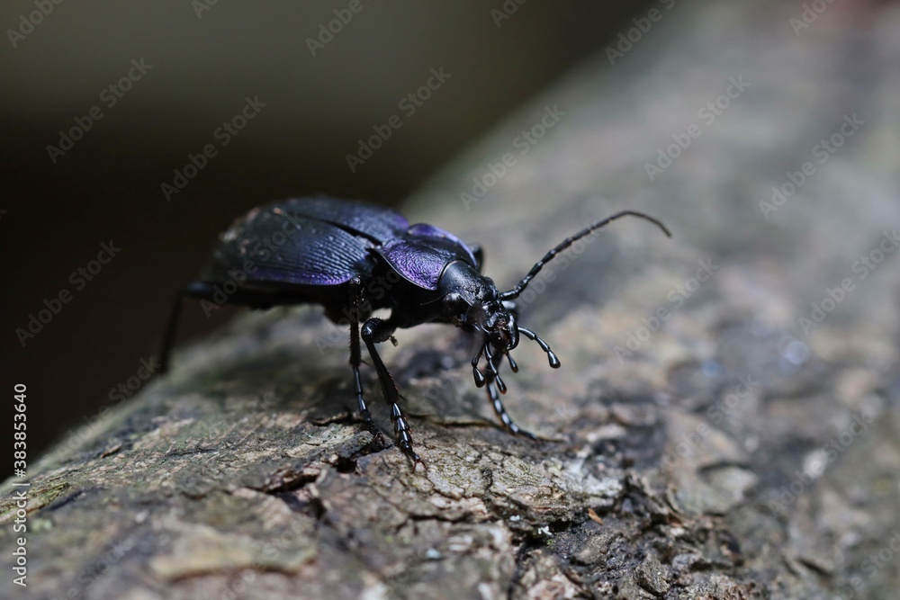 Blauvioletter Waldlaufkäfer (Carabus problematicus) Blauvioletter Waldlaufkäfer (Carabus problematicus)
