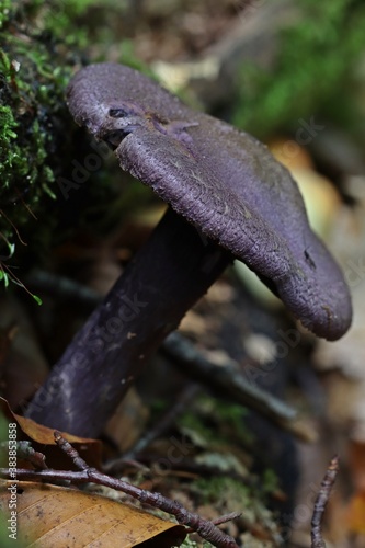 Violetter Lacktrichterling (Laccaria amethystina) photo