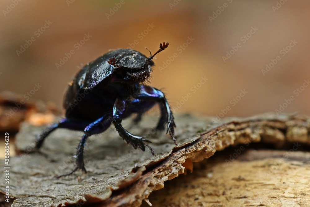 Männlicher Waldmistkäfer (Anoplotrupes stercorosus) Männlicher Waldmistkäfer (Anoplotrupes stercorosus)