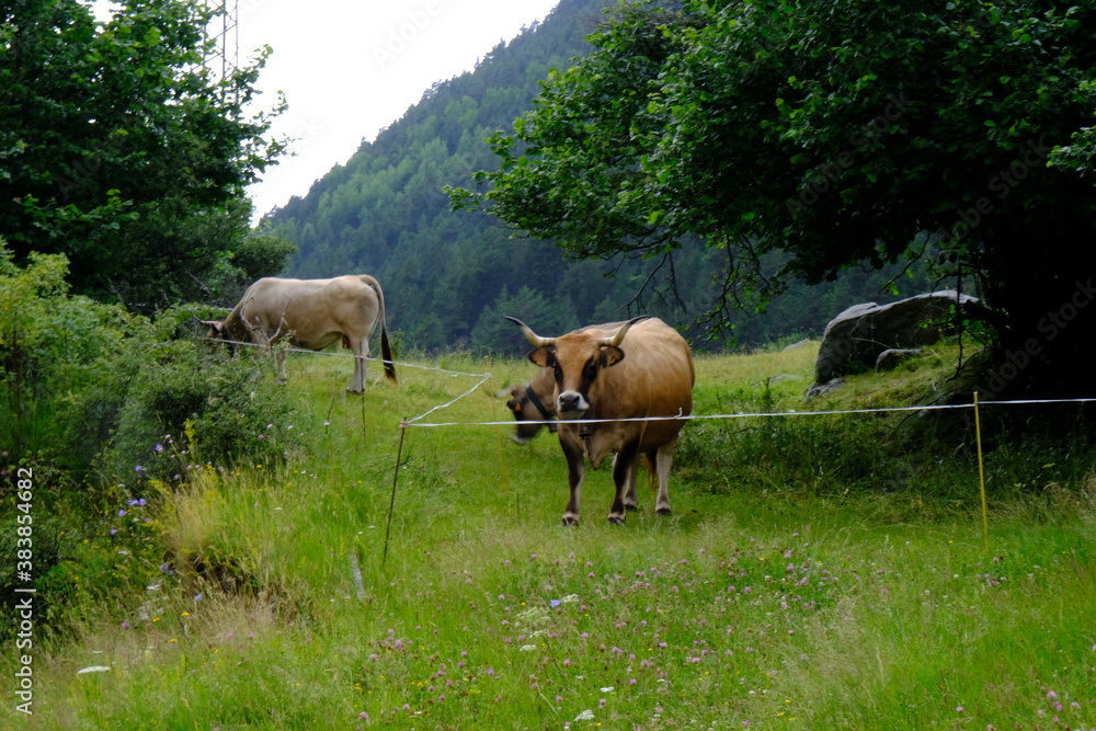 cows grazing in a meadow cows grazing in a meadow