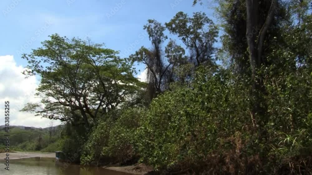 Slow panning from the tree to the Tarcoles river bank in Costa Rica. Slow panning from the tree to the Tarcoles river bank in Costa Rica.