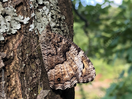 Perfect mimicry of a daily butterfly on the bark of a tree in the Ucka Nature Park, Croatia / Savršena mimikrija dnevnog leptira na kori drveta u parku prirode Učka, Hrvatska photo