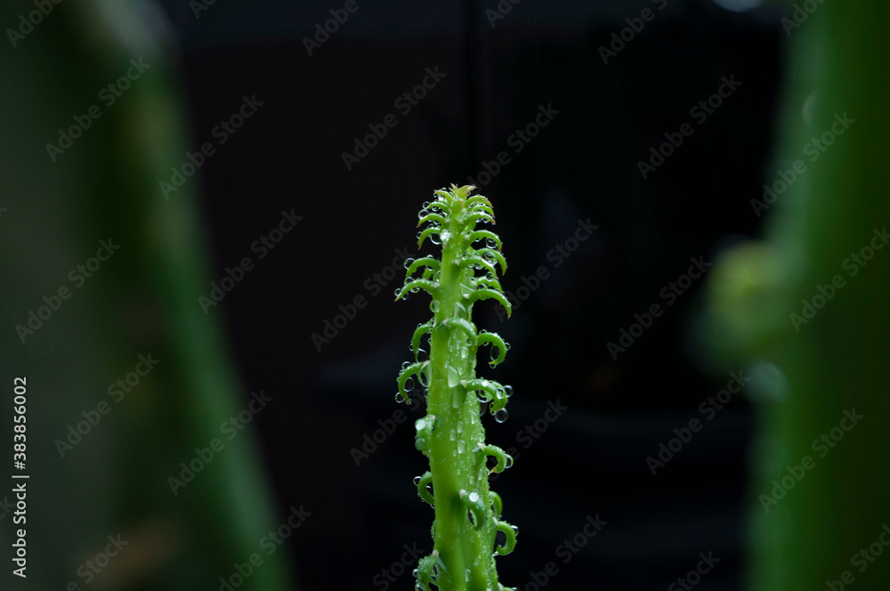 Naklejka premium Sapling of cactus on black background