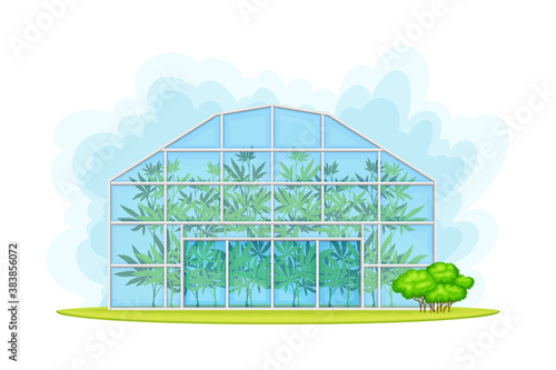 Hemp Plant Growing in Greenhouse or Warmhouse Vector Illustration