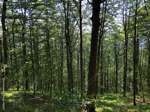 Trees and vegetation in a mixed forest in the area of the Ucka Nature Park, Croatia / Drveće i raslinje u mješovitoj šumi na području parka prirode Učka, Hrvatska photo