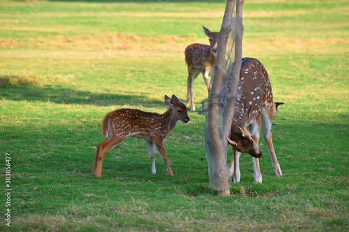 group of spotted deer or chital deer in a zoo