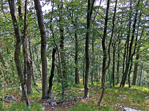 Trees and vegetation in a mixed forest in the area of the Ucka Nature Park, Croatia / Drveće i raslinje u mješovitoj šumi na području parka prirode Učka, Hrvatska photo