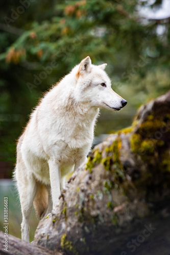 Alaskan white wild wolf portrait close up tribe leader