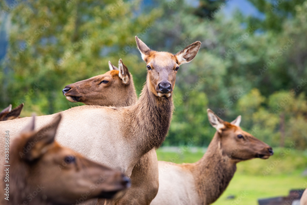 Group of Alaskan elks wapiti in summer close up