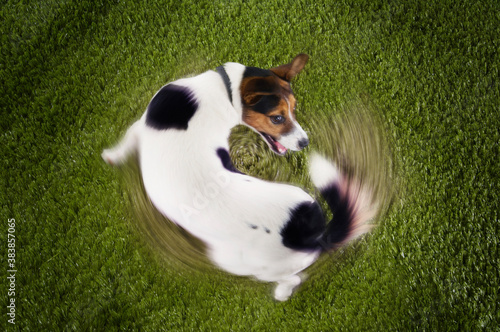 Elevated view of Jack Russell terrier chasing tail view on grass photo