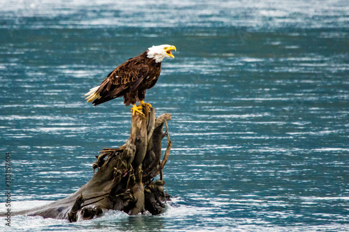 Majestic bald eagle sitting on tree in the river in Alaska photo