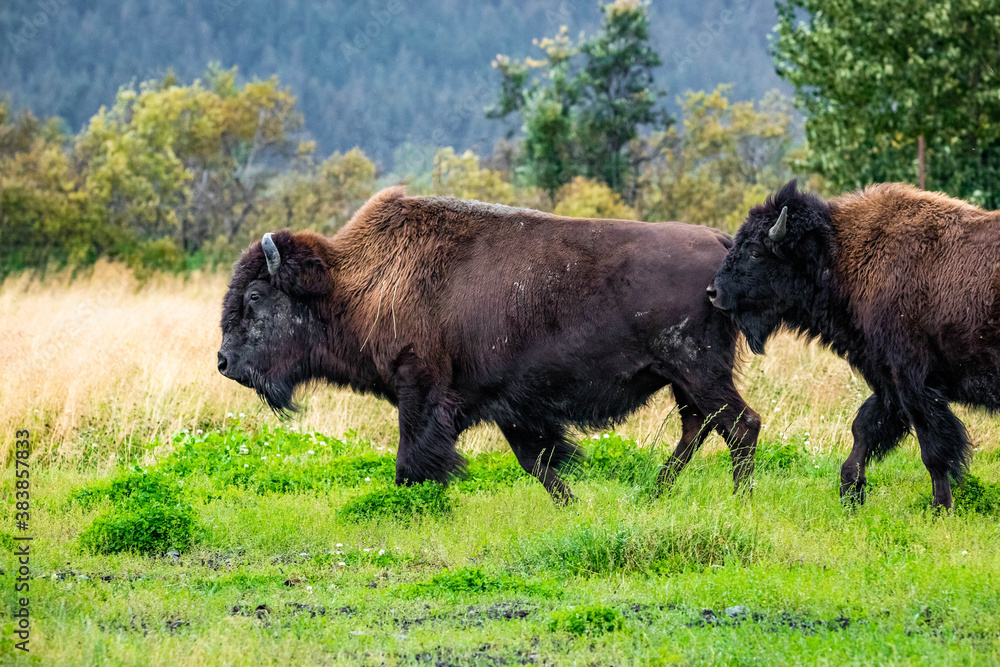Wild wood bison portrait in Alaska national park Wild wood bison portrait in Alaska national park