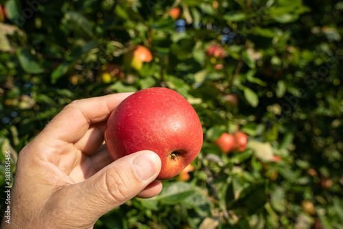 Gesundes Obst aus regionaler Erzeugung - leckere frische Äpfel zur Obsterntezeit.
