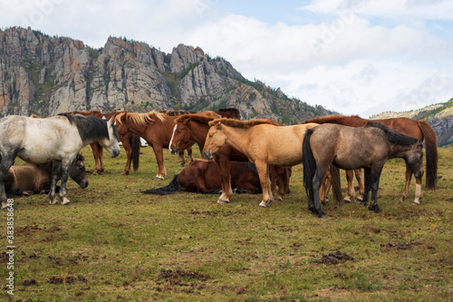 herd of horses on the meadow © Uuganbayar