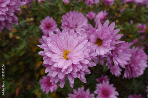 Drops of water on pink flower of Chrysanthemum in mid November