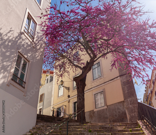 Lisbon. Old city street on a sunny morning. © pillerss