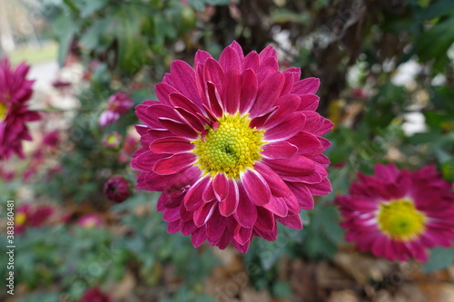 Closeup of ruby red and yellow flower of Chrysanthemum in November