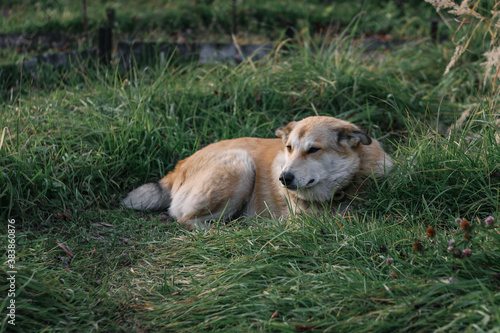 dog sleeping on grass © Анастасия Уланова