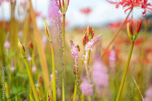 蜜蜂とピンク色の花 背景に彼岸花
