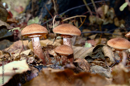 Armillaria. Autumn mushrooms grown under fallen leaves under an oak tree.