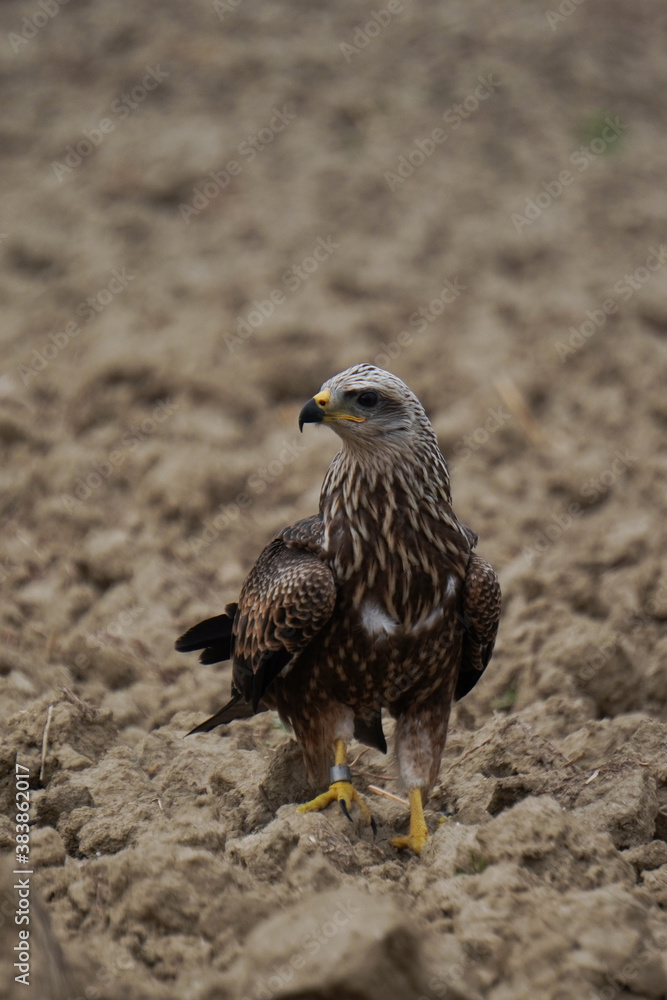 Fototapeta premium Imposing harrier suffering the lack of water and desertification