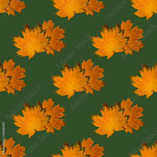 Seamless pattern of dry autumn maple leaves on a green background. Autumn print on fabric  wrapping paper