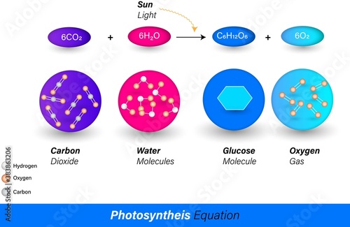 Chemical Equation of photosynthesis mechanism with chemical formula in blue and pink saturated gradients. vector illustration showing the synthesis of glucose from carbon dioxide and water.